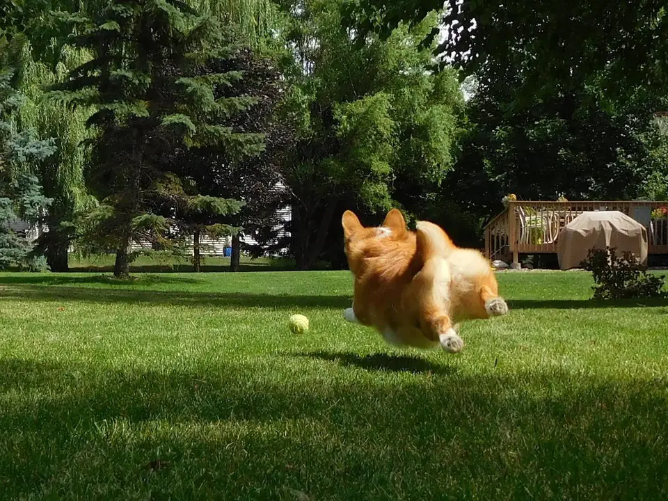 A Corgi chasing the ball at the park
