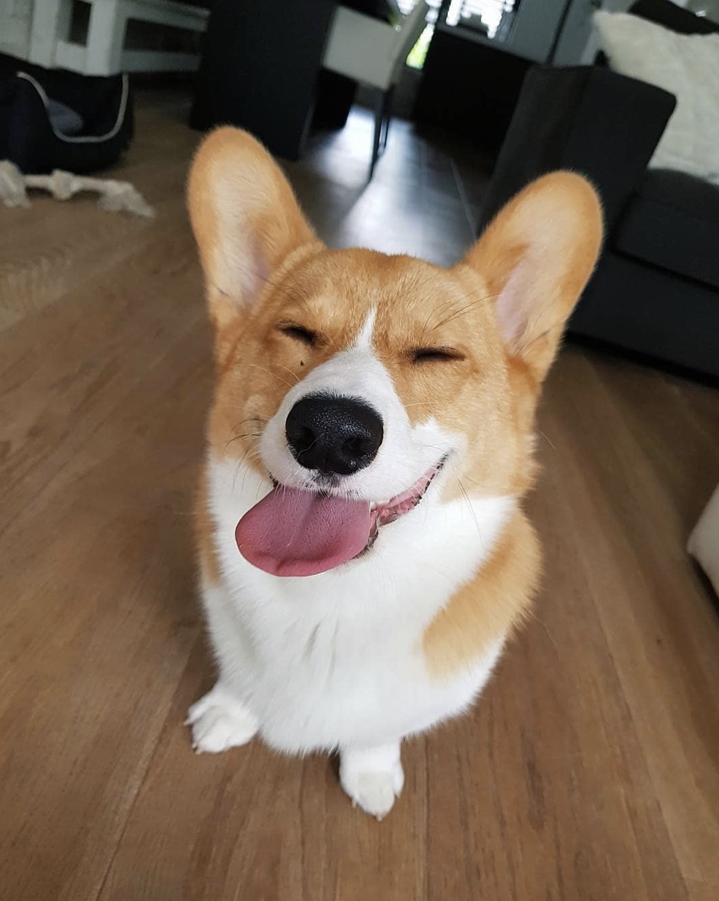 A Corgi sitting on the floor while smiling with its tongue out