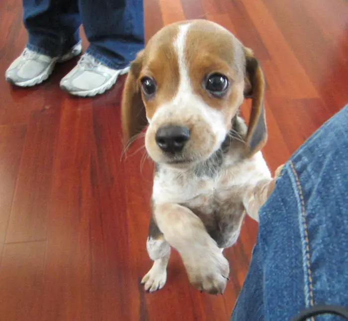 Beagle puppy standing with its toe legs on the floor