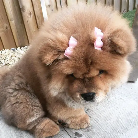 A Chow Chow wearing pink ribbon ties on top of its head while sitting on the pavement in the garden