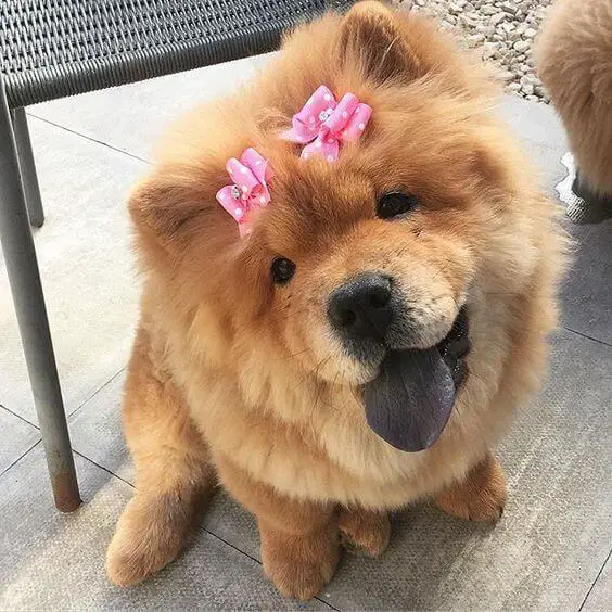 A Chow Chow sitting on the floor wearing two pink ribbon ties on top of its head