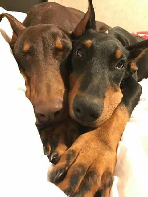 two Doberman snuggled next to each other while lying on the bed