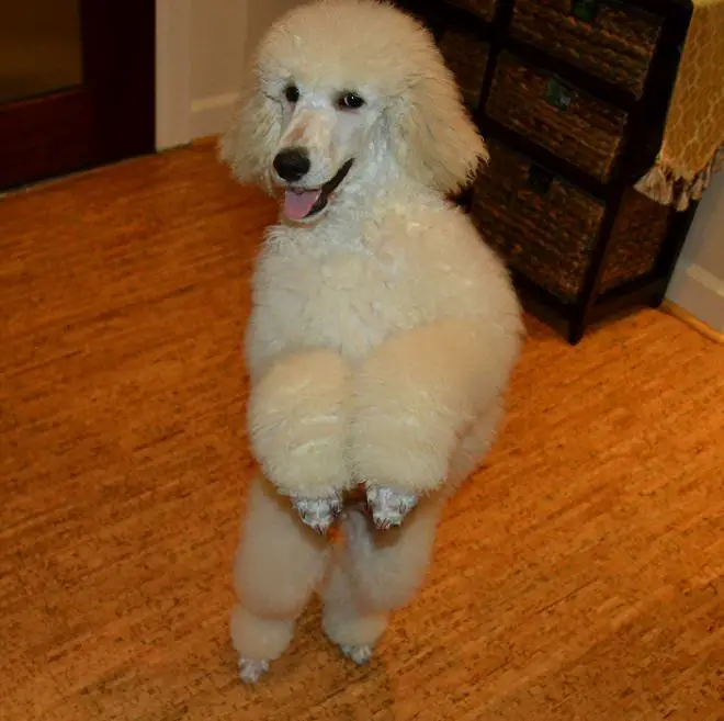 white poodle standing and dancing