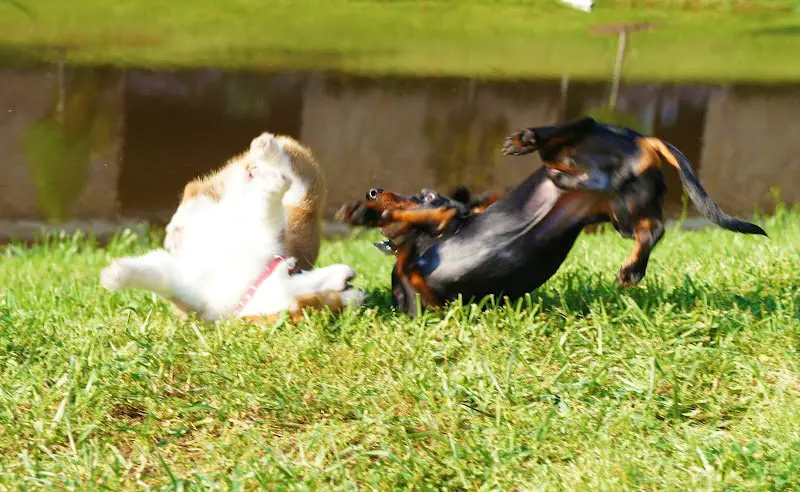 Dachshund playing with a cat in the field