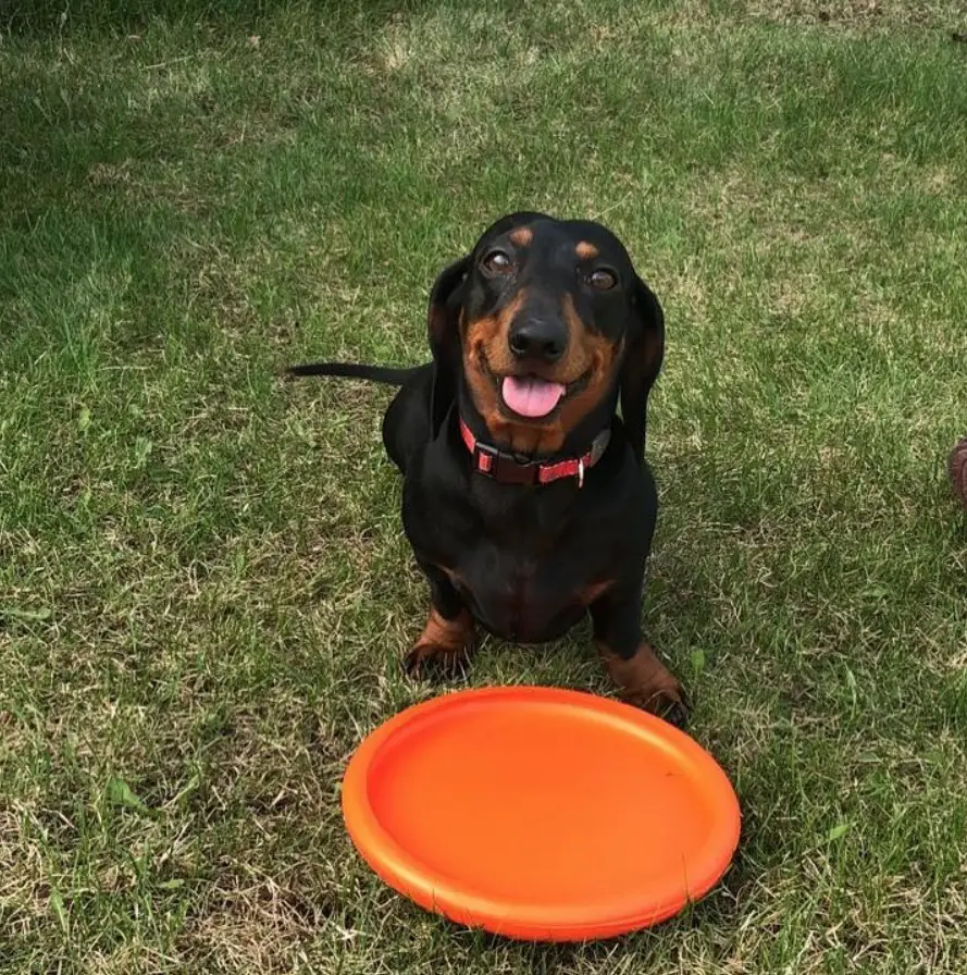 Dachshund sitting on the green grass with a frisbee