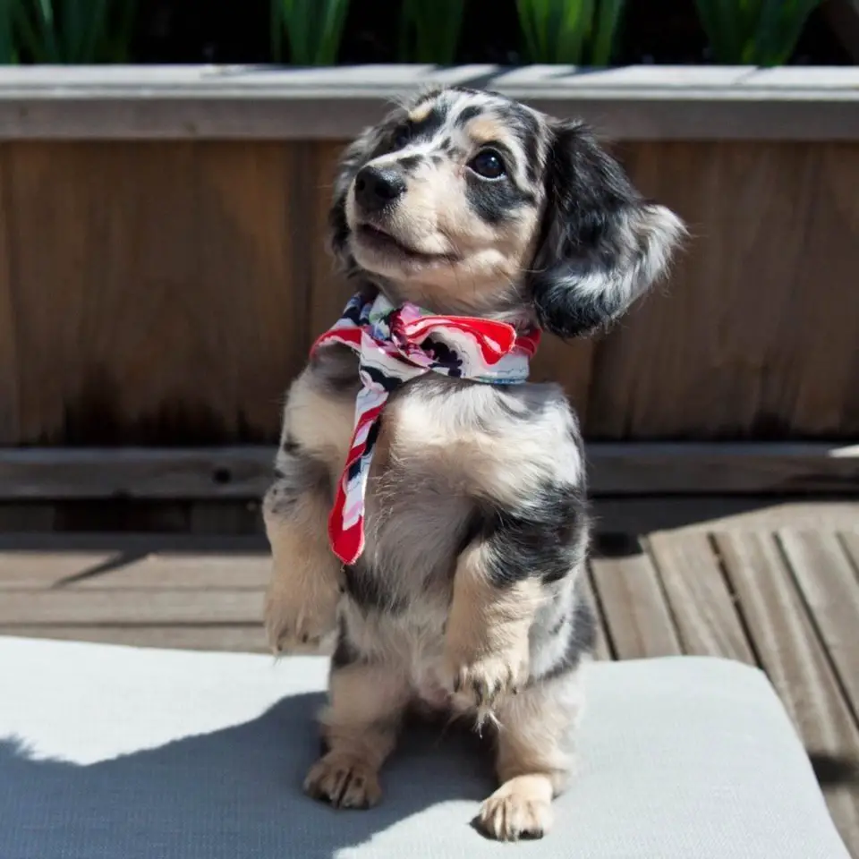 A Dachshund puppy doing a sitting pretty and looking up with its adorable eyes