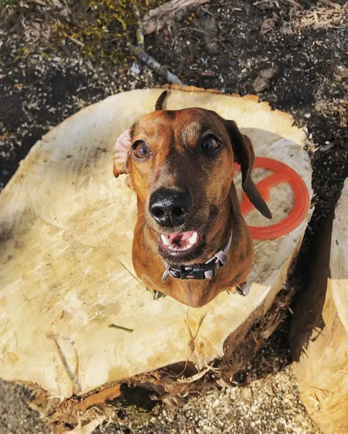 A Dachshund sitting on the chopped wood on the ground while looking up and smiling