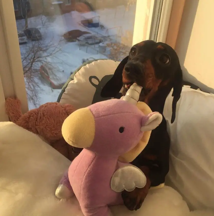 Dachshund sitting on the bed while chewing its unicorn stuffed toy