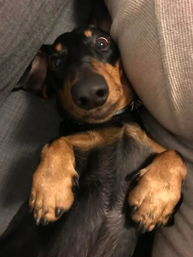 Dachshund lying on the couch while staring with its big round eyes