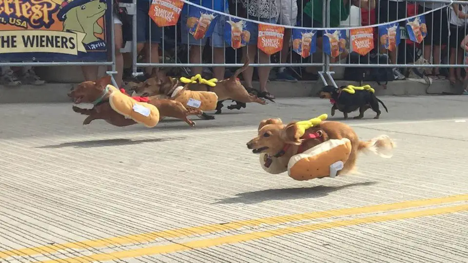 Dachshund dogs running running competition