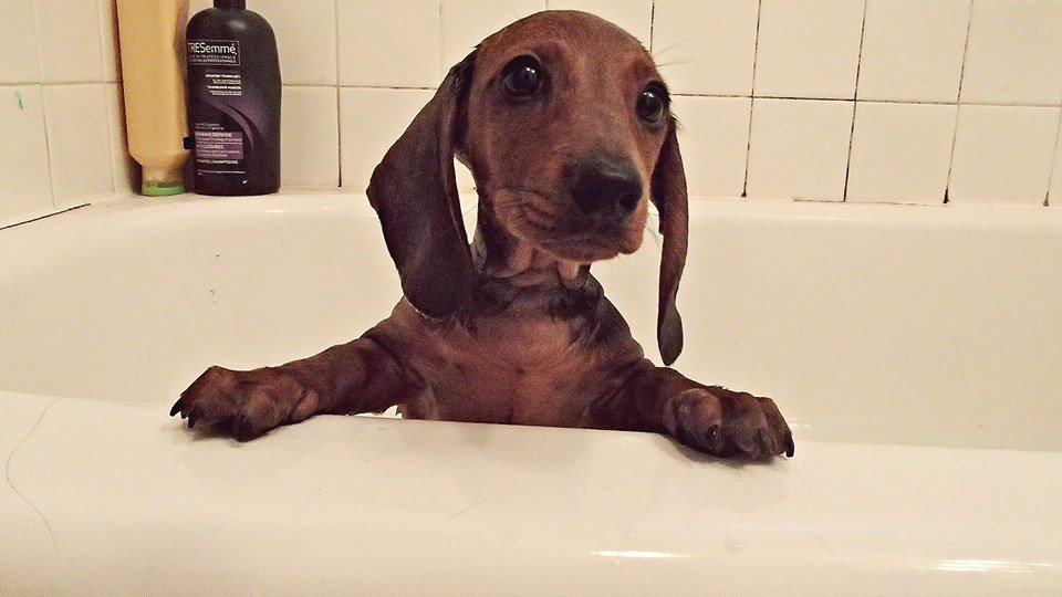 Dachshund in a bathtub
