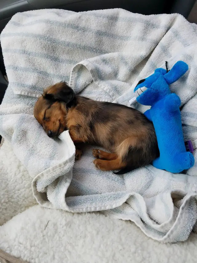 A Dachshund puppy sleeping on top of the towel in the car