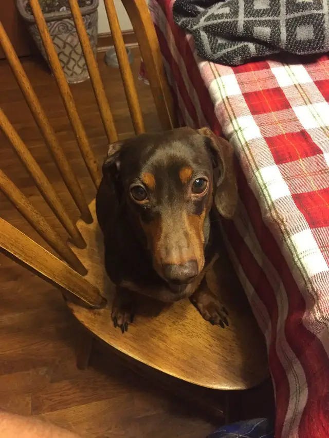 A Dachshund sitting on the chair with its begging face