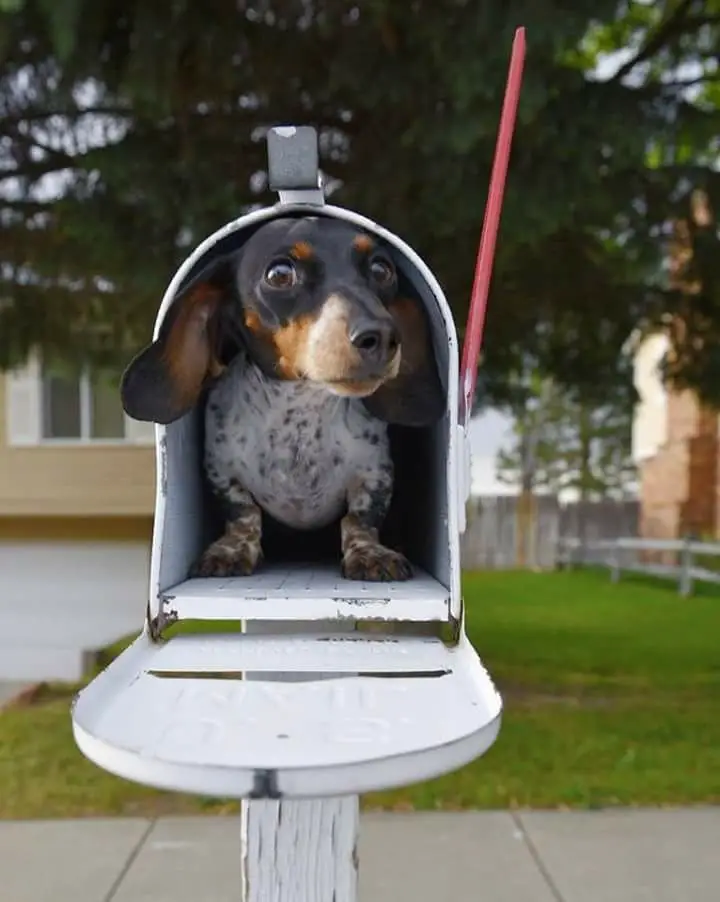 A Dachshund in a mail box