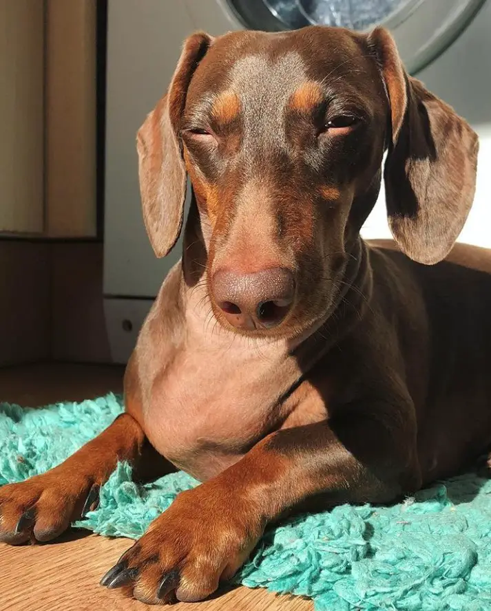 A Dachshund lying on the carpet with sunlight on its face