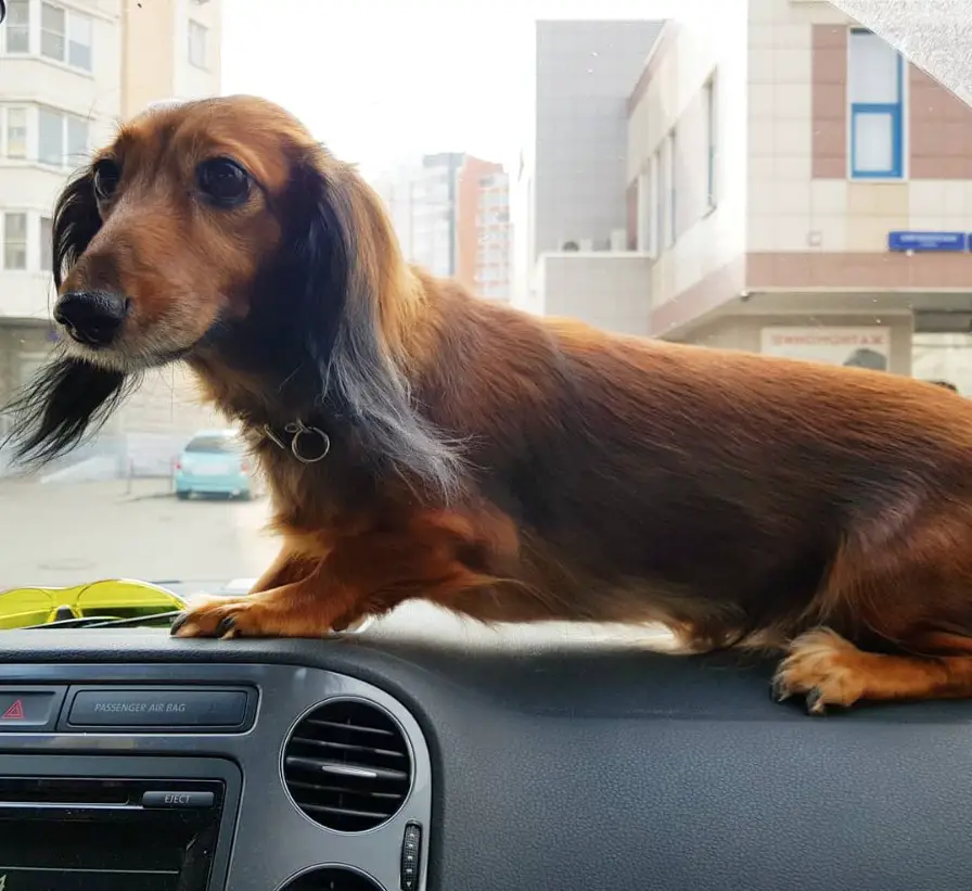 A Dachshund standing on top of the dashboard inside the car