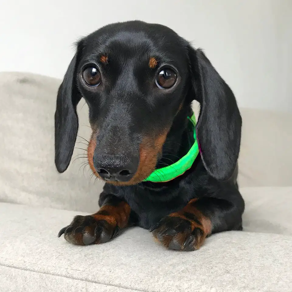 A Dachshund wearing a green collar while lying on the couch