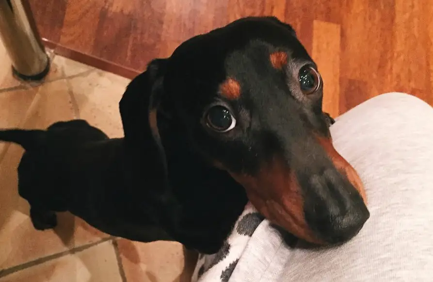 Dachshund with its begging face on top of a person's lap