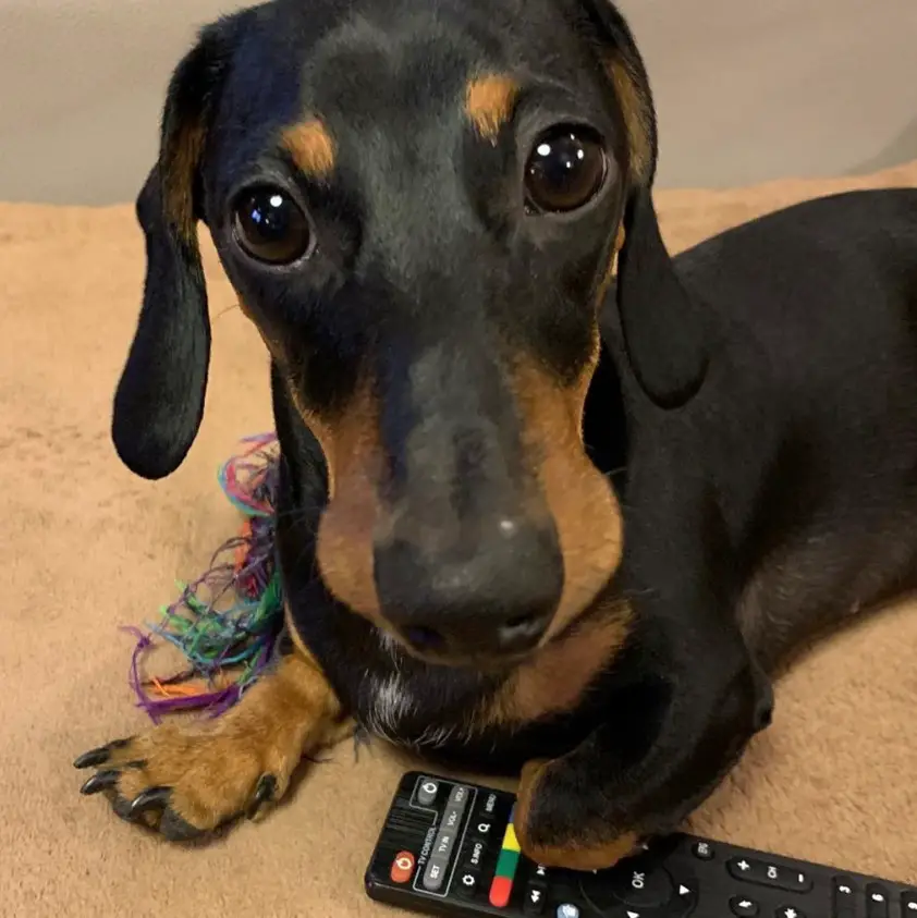 A Dachshund lying on the couch while staring with its adorable eyes