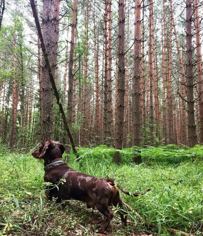 Dachshund walking in the forest