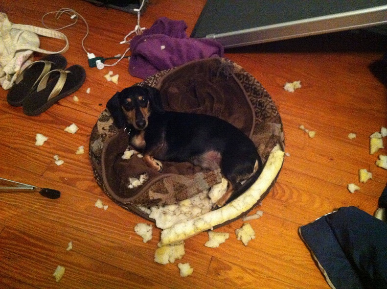 A Dachshund lying on its torn bed