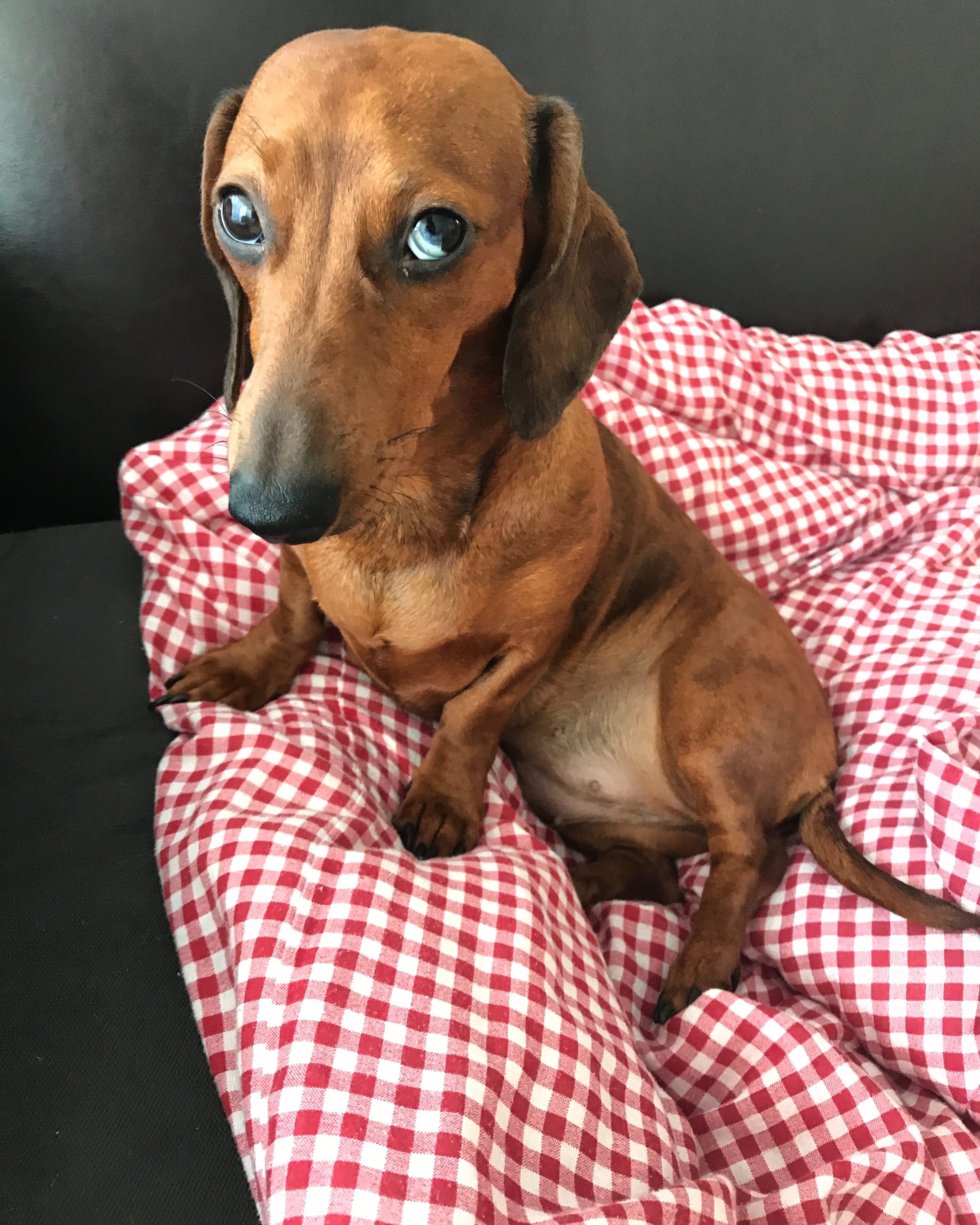 A Dachshund sitting on its bed while staring with its adorable eyes