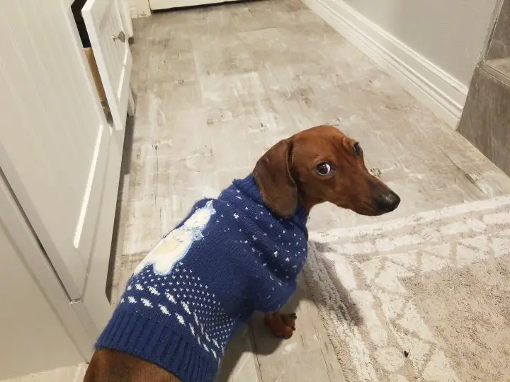 A Dachshund wearing a blue sweater while standing on the floor while looking back