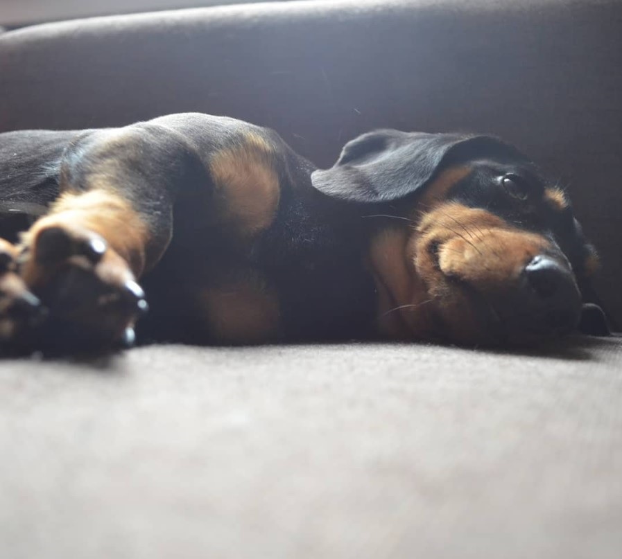 A Dachshund lying on the floor