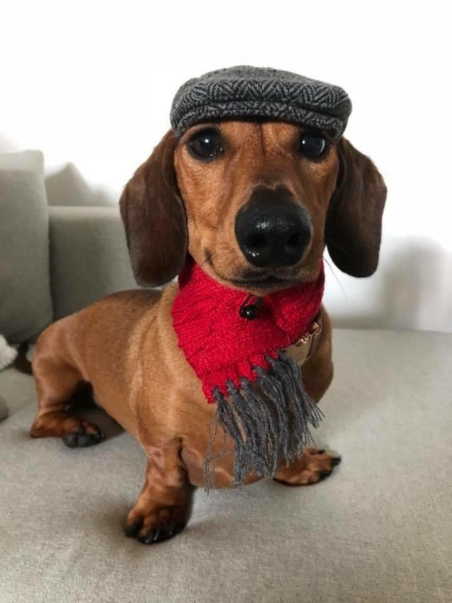 A Dachshund wearing a hat and scarf while sitting on the couch