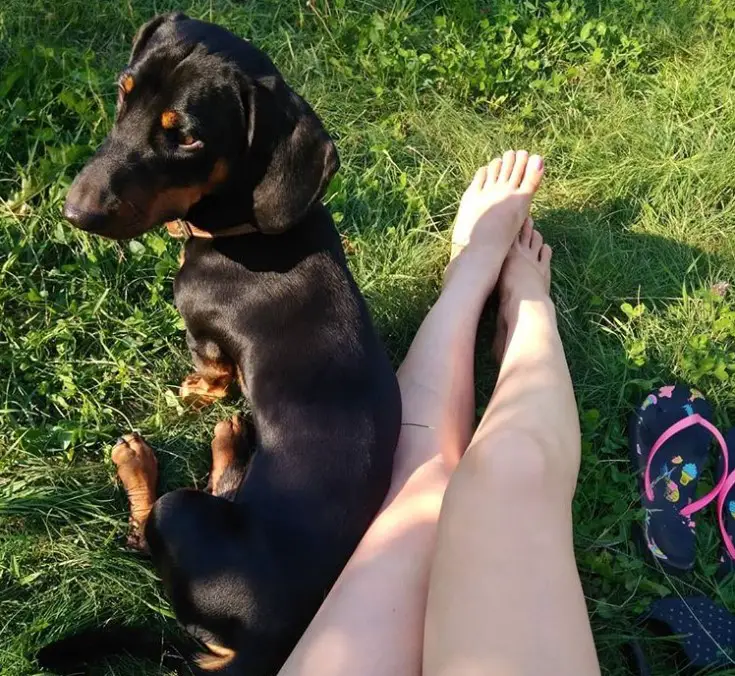 A Dachshund sitting on the grass next to the woman