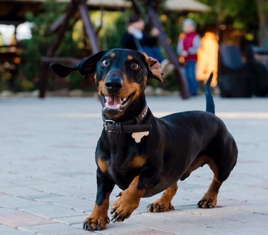 A Dachshund running in the playground at the park while smiling