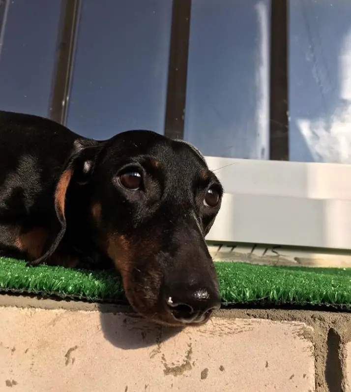 A Dachshund lying in the grass while under the sun