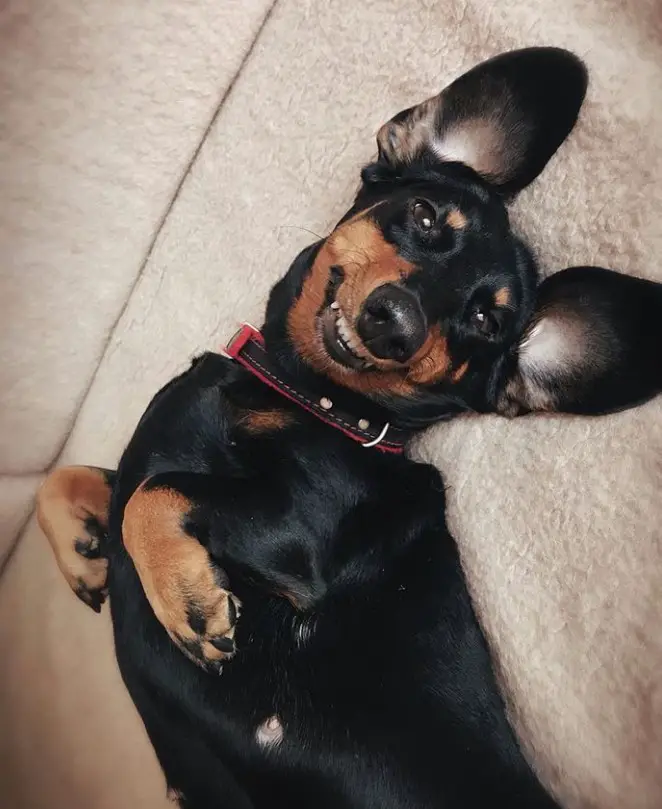 A Dachshund lying on the couch while smiling