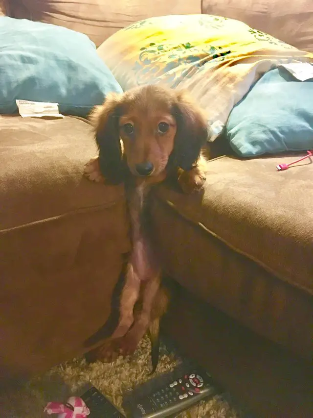 A Dachshund puppy with its body squished in the corner of the sofa