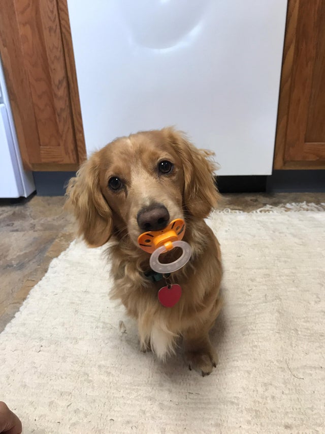 A Dachshund with a pacifier in its mouth while sitting on the carpet