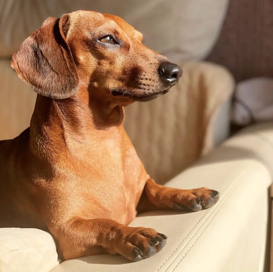 A Dachshund on the couch facing the window while under the sunlight