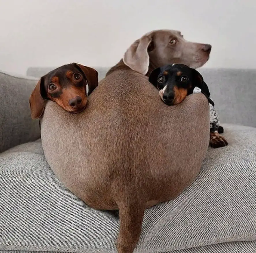 two Dachshunds resting its face on top of the thighs of a dog