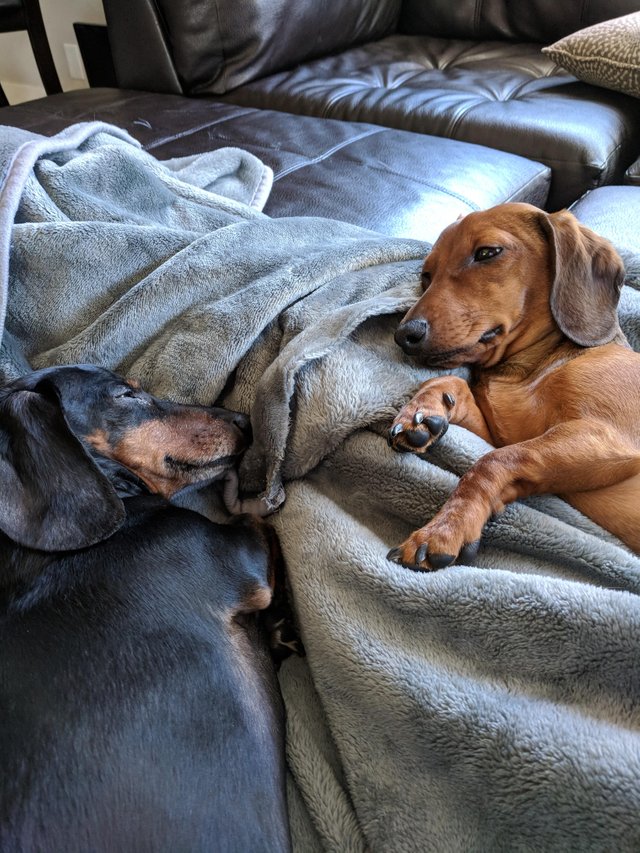 two Dachshund snuggled in a blanket on the couch