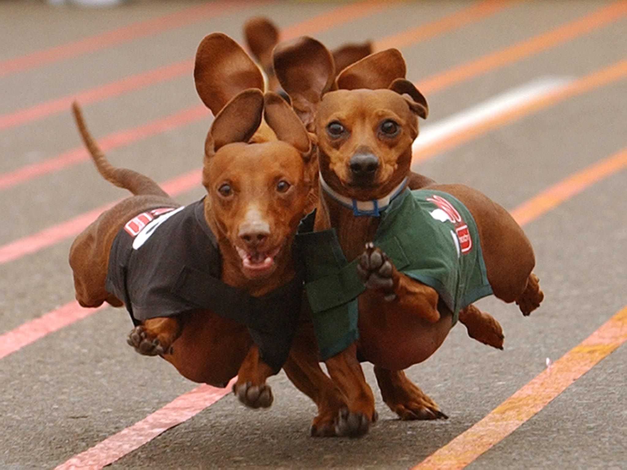 Dachshunds running next to each other in a competition