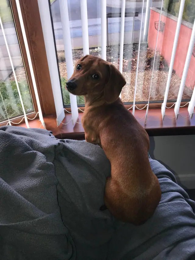 A Dachshund sitting on the couch while facing the window