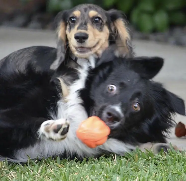 A Dachshund playing with a border collie in the yar