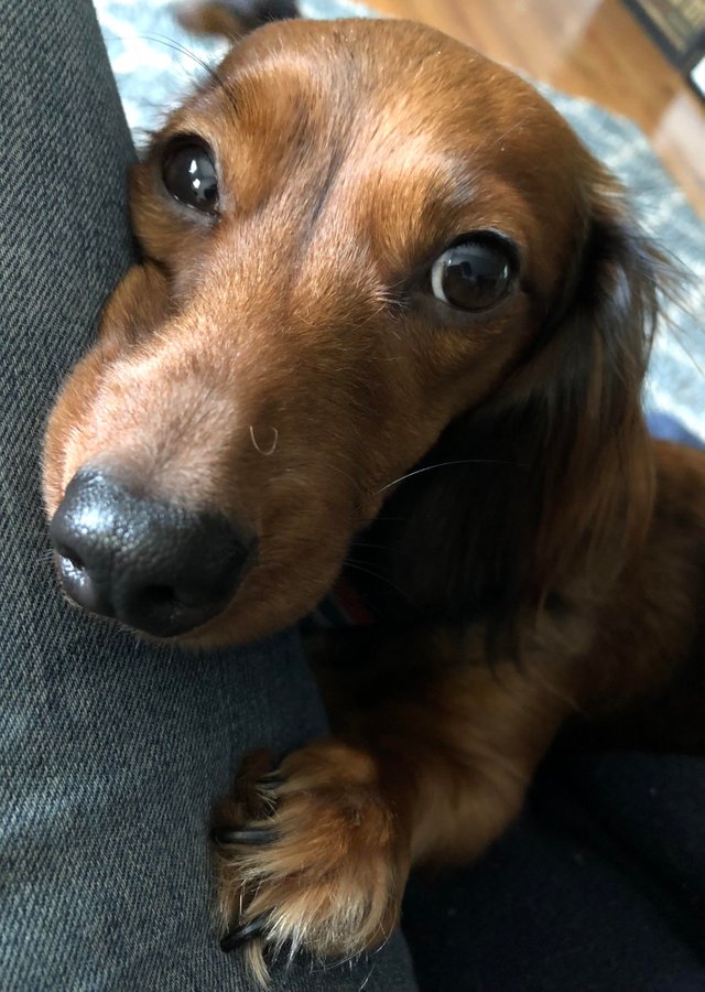 A Dachshund leaning towards the lap of a person while lying on the floor