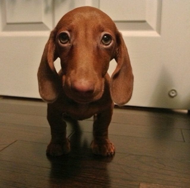 A Dachshund standing on the floor with its sad face