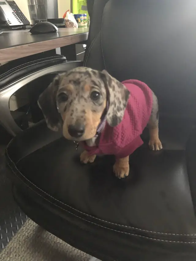 A Dachshund wearing a pink shirt while standing on top of the office chair