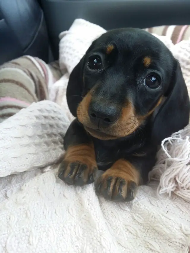 Dachshund puppy lying down on the bed while looking up with its adorable face