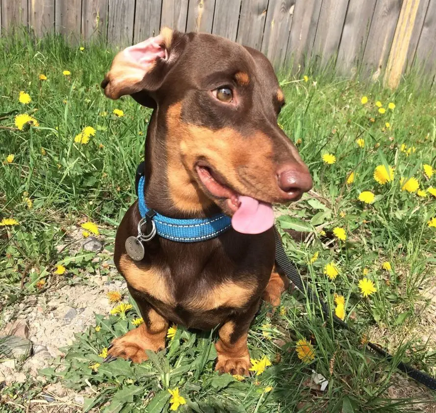 A Dachshund sitting in the backyard with the wildflowers