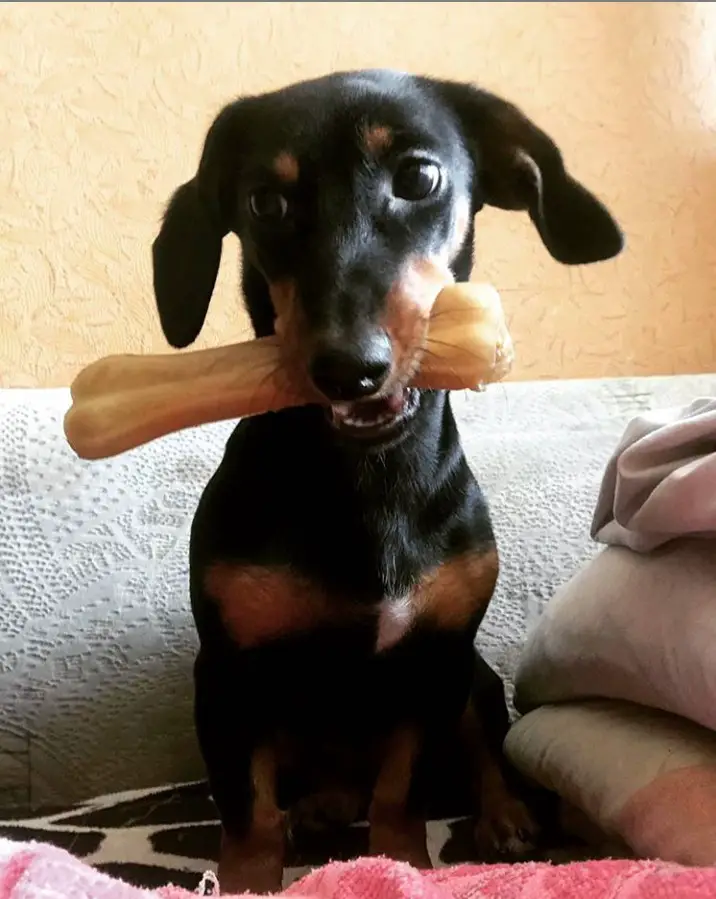 A Dachshund with a large bone treat in its mouth while sitting on the couch