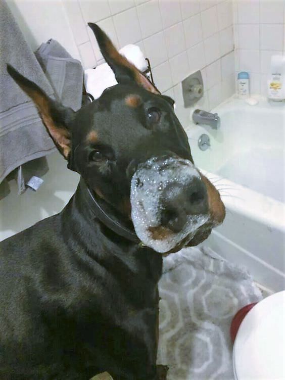 A Doberman standing in front of the bathtub with bubbles no its muzzles