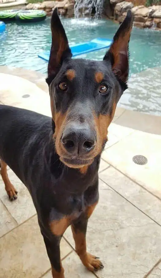 A Doberman standing in the pool side