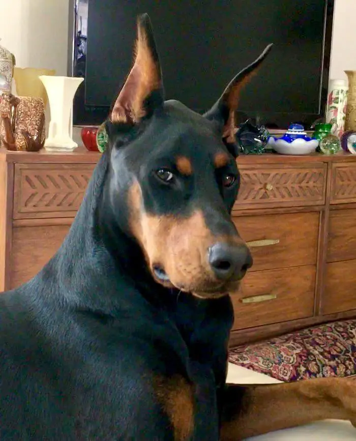 A Doberman lying on the couch while staring seriously